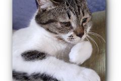 えんじぇる３