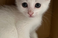 じろー