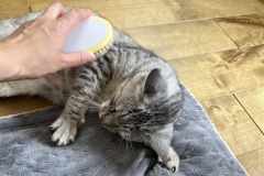 みー１１