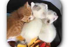 0508保護３兄弟