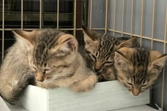 batch_IMG_0081-2