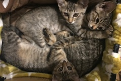 batch_IMG_0123-2
