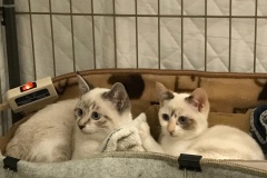 batch_IMG_0461